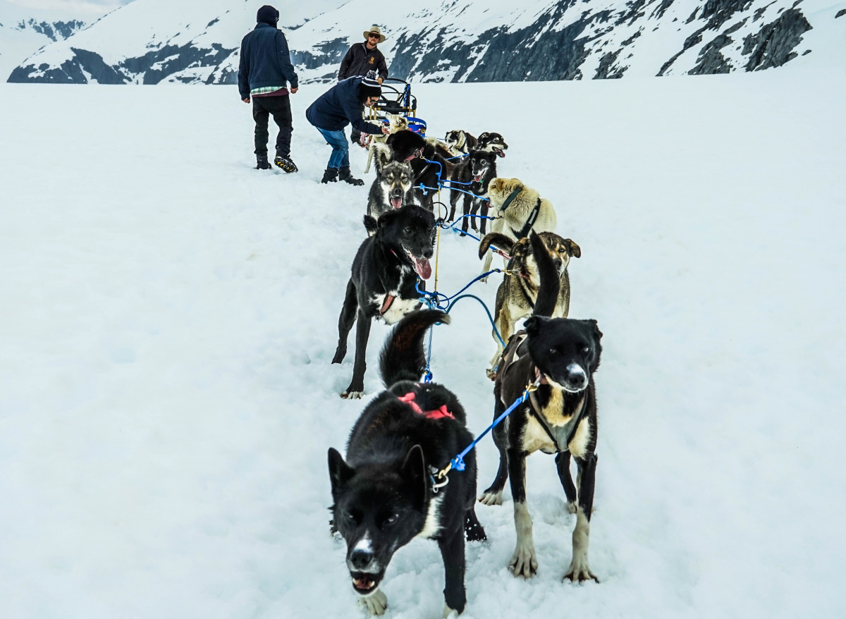 snow, winter, dog, vehicle, dogs, team, sports, racing, sled, alaska, pulling, sledding, dog sled, dogsled, sled dog, sled dogs, land vehicle, dog like mammal, animal sports, sled dog racing, dog sports, mushing